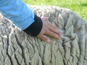 mouton